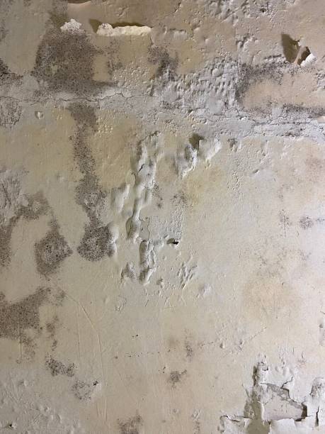Best DIY Mold Remediation Support Services in Covington, TN