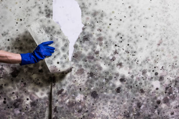 Best Localized Mold Remediation (e.g., coastal areas, humid climates) in Covington, TN